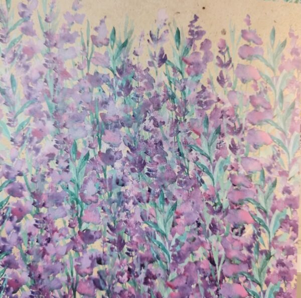 perennial lavender DSP